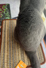 哈宝哈贝优质剑麻猫抓垫猫抓板猫睡垫凉席加厚耐磨脚垫窝垫防猫抓保护沙发 30*40CM【布边+无痕钉】 颜色随机 实拍图