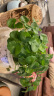 鑫干和铜钱草水培盆栽室内室外花卉金钱草绿植吸绿植花草植物 铜钱草根系一份 实拍图
