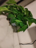 小冤家绿萝盆栽室内花卉绿植绿箩水养花卉盆景桌面办公客厅水培大叶绿色 180#中国风白盆四盆+肥料2包 实拍图