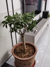 益绮椛桂花树苗盆栽四季开花庭院绿化美观室内外地栽大树浓香型花卉绿植 四季金桂 10年苗【大规格盆景苗】 实拍图