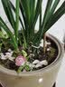 劉閣蘭花建兰花苗 红素大花 红满天 夏带花苞室内室外绿植兰草花卉盆栽 6苗连体裸根 实拍图