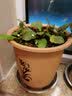 高档树脂仿紫砂花盆大口径兰花盆君子兰盆栽仿陶瓷塑料花盆 仿瓷黄色兰盆10个 实拍图
