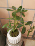 卉轩居鸭脚木绿植盆栽四季常青好养室内办公室客厅小叶栀子花卉桌面植物 鸭脚木+竖纹盆【苔藓】 实拍图