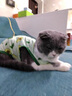 阿莫尔小狗狗猫咪衣服夏季薄款泰迪比熊博美背心宠物小型幼犬透气防掉毛 牛油果（夏季） XS 建议1-2斤 背长20cm 实拍图
