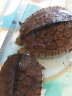 蟹爱（xieai）越南种南石龟金钱黄喉苗活体龟宠物乌龟 10-15克   二只 盒装 实拍图