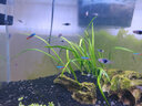 云峰海瑞 热带鱼 观赏鱼灯科鱼 观赏鱼小型淡水鱼草缸群游 热带鱼活体 紫三角灯鱼 8+2备损 共10条 实拍图