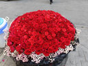 鲜花情99朵红玫瑰鲜花束同城配送女朋友老婆生日花束表白礼物 震撼女王·999朵红玫瑰鲜花 同城配送 支持预约日期 实拍图