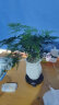 开时果 文竹盆栽桌面摆件盆景 办公室内植物竹子水培客厅小绿植盆景 文竹（素白荷瓷盆+苔藓+底座） 实拍图