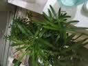 开时果 绿植盆栽桌面水培绿植 办公室植物懒人盆景水养植物源头直发包邮 罗汉松（绿叶盎然） 实拍图