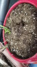 德沃多肥料植物营养土通用15L送1L养花种菜有机土壤绿植盆栽种植土椰糠泥炭 实拍图