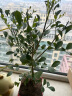 泰西丝水培植物盆栽绿植花卉 九里香1棵+18贴纸玻璃花瓶（颜色随机） 晒单实拍图