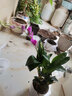 劉閣蘭花兰花苗 澳洲七彩石斛兰 冬带花苞出售泼墨香水石斛室内外花卉盆栽 七彩石斛6-8苗年底开花 带底座 实拍图