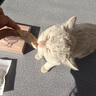 爪子心选（PETCHOICE）猫咪零食冻干宠物狗狗鸡胸肉多春鱼三文鱼干鸭肉牛肝蛋黄 鸡胸肉冻干50g（限时买1送1） 实拍图