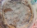 花沃里勿忘我花种子约300粒 花卉种子四季草籽家庭盆栽土阳台庭院种植 实拍图