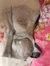 都市丽人文胸薄款乳胶内衣无钢圈超薄透气蕾丝女士大胸显小2B13A3母亲节 实拍图