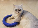 爱沃克驱虫体内外一体拜耳驱虫滴剂宠物猫咪驱虫药猫德国进口艾沃克 爱沃克小猫1支 实拍图