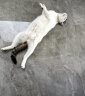 N1 爱宠爱猫N1豆腐小米混合猫砂真空装9kg快速吸水易结团可冲厕所 晒单实拍图