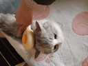 多可特猫狗梳子猫耳一键除毛器针梳除毛梳去浮毛猫咪专用清理器撸猫神器 旋涡梳-黄色【猫犬通用】 实拍图