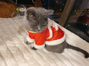 华元宠具（hoopet）猫咪衣服过年喜庆唐装猫猫冬季保暖衣小猫衣服新年拜年舞狮服装 恭喜发财舞狮唐装 L：根据图片尺寸选择 实拍图
