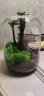 紫檀榆树创意办公室桌面微景观生态瓶青苔鲜活绿植盆栽成品耐养 小叶紫檀(透明花盆)很耐养 默认1 晒单实拍图