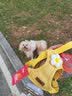 嬉皮狗（hipidog）小狗狗牵引绳背心式小型幼犬泰迪比熊博美网红胸背带狗链子遛狗绳 黄色太阳花【活力四射】 L（适用8-16斤）轻盈0负担出游 实拍图