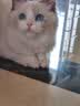 【空运 次日达】44l猫腹传针剂油剂干性湿性腹水腹膜炎可口服片剂 口服片剂4kg高含量76mg 10片*1盒 实拍图