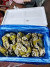 【鲜活】乳山生蚝 特大牡蛎海蛎子 生鲜中秋国庆送礼海鲜水产贝 10斤家庭装 2-3两/个 —性价比高 实拍图