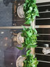 青源绿萝盆栽室内绿植花卉水培植物大叶绿箩 4盆自吸水懒人八角红盆绿萝 带盆栽好 实拍图