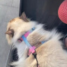 小佩宠物猫牵引绳  猫绳胸背带背心式防挣脱猫咪专用 遛猫绳子链子 灰岩蓝 实拍图