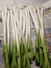 采缇（CAITI）山东章丘特级大葱新鲜正宗特级甜脆铁杆大葱 新鲜绿葱礼品 三斤净葱（顺丰快递） 实拍图