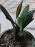 精品君子兰盆栽小苗室内花卉植物好养君子兰花苗绿萝绿植花卉办公室盆栽植物带土发货芗苒 金冠君子兰6-8片叶带土发货 带育苗盆发货 实拍图