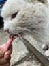 馋小汪猫条猫零食宠物金枪鱼三文鱼猫咪补水营养条成幼猫鲜肉湿粮包18g 【升级18g大容量】混合口味 100支 (送收纳盒 ) 实拍图