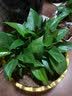 锦枫水培花卉盆栽 办公室水培绿植花卉盆栽玻璃花盆 幸福约定【2盆】 含盆栽好 实拍图