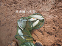 熊火钓鱼钩带防缠子线双钩伊势尼有刺1.5子线4号手工绑好的鱼钩成品仕挂鱼线台钓子线组钓鱼配件 实拍图