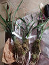 劉閣蘭花新品兰花苗 春剑赌草 冬带花苞出售开品未知新奇 好养花卉盆栽草 3苗连体裸根 实拍图