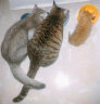 麦富迪宠物猫零食猫湿粮 成幼猫通用天然纤维元气肉泥混合装55g*6 实拍图