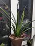劉閣蘭花兰花苗 君荷 夏带浓香花苞出售室内花卉兰花苗兰草盆栽 4苗连体裸根 实拍图