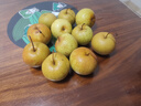 辰实【顺丰】花盖梨 新鲜东北软梨 水果特产可做冻梨 5斤（大果）约20个 实拍图