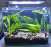 大匠神彩（MAGIC WORLD）鱼缸装饰水草泥免水洗鱼缸草缸土草缸造景底砂套餐基肥陶粒不浑 水草泥1斤装 实拍图