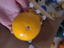 京鲜生 酸甜口黄金甲 果冻橙 净重5斤单果140g以上 源头直发 包邮 晒单实拍图