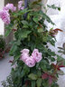 誉满园蔷薇花苗藤本月季大花庭院花园爬墙攀援爬藤植物阳台玫瑰花卉盆栽 藤本月季大苗 不含盆 实拍图