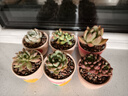 壹分皿多肉植物一整箱含盆带土新手套餐组合盆栽套装萌肉肉植物星辰园艺 6颗随机不同品种（50#盆） 实拍图