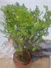 清香胡椒木绿植5年大苗四季长青会发出清香的植物清香木防蚊虫驱蚊草花卉室内客厅办公室桌面绿植不含盆 四年苗 实拍图