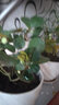 以琛小盼菩提树盆栽带果绿植物室内花卉办公室盆景客厅室内植物盆栽 小盼菩提2盆带果发货原盆 实拍图