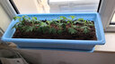 九千谷种菜盆种花盆蓝色种植箱 1个装长方形树脂花盆 49*20cm带托盘3682 实拍图