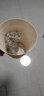 花无痕 玫瑰花苗 当年开花绿植盆栽室内外花卉观花植物庭院阳台蔷薇月季 A玫瑰花苗3棵（颜色随机） 实拍图