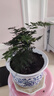 开时果 大文竹盆栽老桩精品植物 大棵文竹室内大型绿植盆景源头直发包邮 3年小文竹+原生土培盆/约15-25cm 实拍图