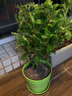 欧芽清香胡椒木植物办公室桌面绿植花卉 盆栽室内客厅 清香木3年苗【绿色螺纹盆】 含盆 实拍图