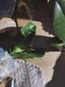 御春阁蝴蝶兰花苗盆栽室内观花植物桌面阳台年宵花卉四季开花绿植花卉 花花公子蝴蝶兰+透明原盆+原土 实拍图