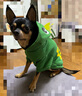 憨憨宠 猫衣服狗狗衣服宠物猫咪衣服两脚搞笑变身装泰迪衣服猫咪用品 小恐龙款 S码 建议2-4斤以内宠物 实拍图